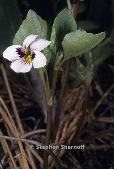 viola cuneata 2 graphic